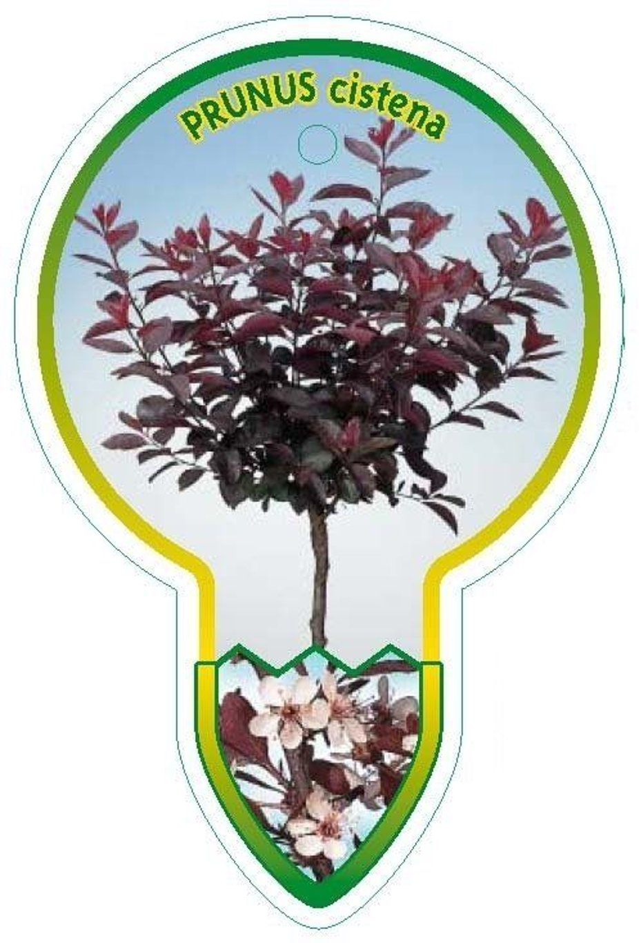 Prunus cistena - 120 CM Stem C10